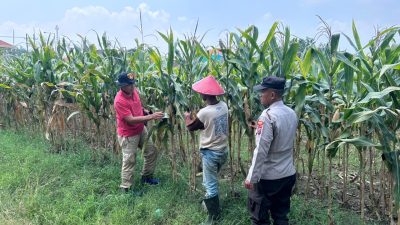 Polsek Prambon Cek Lahan Jagung di Desa Bulang