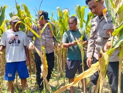 Optimalkan Swasembada Pangan, Polsek Prambon Masifkan Pengelolahan Tanaman Jagung