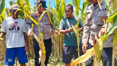 Optimalkan Swasembada Pangan, Polsek Prambon Masifkan Pengelolahan Tanaman Jagung
