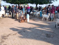 Jalang Hari Raya Qurban, Harga Kambing dan Sapi di Pasar Hewan Dukuh Basekan Naik