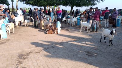 Jalang Hari Raya Qurban, Harga Kambing dan Sapi di Pasar Hewan Dukuh Basekan Naik