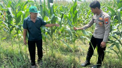 Optimalisasi Program Ketahanan Pangan, Polsek Prambon Dampingi Petani Jagung