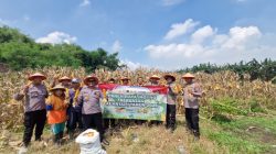 Panen Jagung, Polsek Balongbendo Dukung Ketahanan Pangan di Sidoarjo