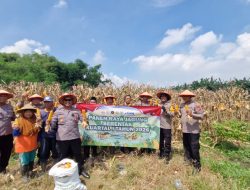 Panen Jagung, Polsek Balongbendo Dukung Ketahanan Pangan di Sidoarjo