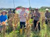 Polsek Taman Panen Jagung Serentak di Lahan Lingkar Mas Sepanjang, Dukung Ketahanan Pangan Nasional