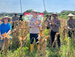 Polsek Taman Panen Jagung Serentak di Lahan Lingkar Mas Sepanjang, Dukung Ketahanan Pangan Nasional