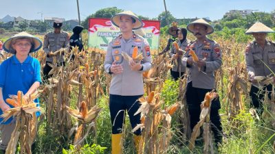 Polsek Taman Panen Jagung Serentak di Lahan Lingkar Mas Sepanjang, Dukung Ketahanan Pangan Nasional