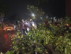 Polisi Bersama Warga Sigap Evakuasi Pohon Tumbang Timpa Kontainer di Simpang Empat RPH Krian