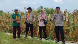 Polsek Tanggulangin Dukung Ketahanan Pangan, Panen Raya Jagung di Desa Randegan