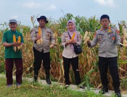 Polsek Tanggulangin Dukung Ketahanan Pangan, Panen Raya Jagung di Desa Randegan