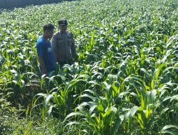 Polres Jombang Melalui Bhabinkamtibmas Lakukan Pengecekan Tanaman Jagung
