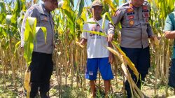 Dukung Swasembada Pangan, Polsek Prambon Terus Dampingi Petani