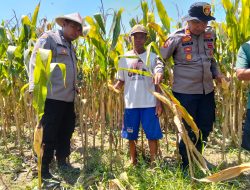 Dukung Swasembada Pangan, Polsek Prambon Terus Dampingi Petani