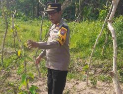 Polres Jombang Kembangkan Budidaya Uwi Ungu, Perkuat Ketahanan Pangan Alternatif