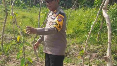 Polres Jombang Kembangkan Budidaya Uwi Ungu, Perkuat Ketahanan Pangan Alternatif