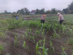 Kanit Binmas Polsek Krembung Rawat Jagung Hibrida Dukung Swasembada Pangan