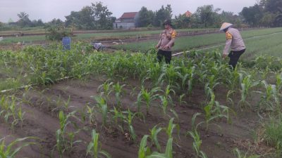Kanit Binmas Polsek Krembung Rawat Jagung Hibrida Dukung Swasembada Pangan