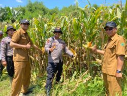 Polresta Sidoarjo Gelorakan Swasembada Pangan Dampingi Warga Tani Kelola Jagung Hibrida