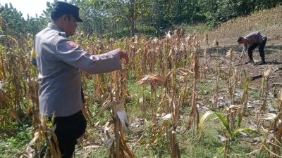 Dukung Swasembada Pangan, Bhabinkamtibmas Desa Pengampon Turut Panen Jagung Bersama Petani