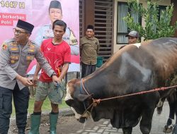 Polresta Sidoarjo Sembelih Hewan Qurban 25 Sapi dan 75 Kambing pada Idul Adha 1447 H, Wujud Kepedulian Sosial kepada Masyarakat
