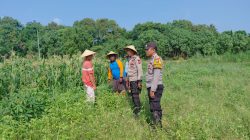 Polsek Tulangan Monitoring Tanaman Jagung Dukung Ketahanan Pangan di Desa Kemantren