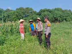 Polsek Tulangan Monitoring Tanaman Jagung Dukung Ketahanan Pangan di Desa Kemantren