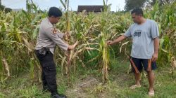 Optimalkan Ketahanan Pangan, Babinkamtibmas Pantau Perkembangan Tanaman Jagung di Desa Bulang