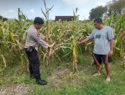 Optimalkan Ketahanan Pangan, Babinkamtibmas Pantau Perkembangan Tanaman Jagung di Desa Bulang