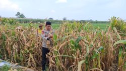Polsek Tanggulangin Optimalkan Peran Bhabinkamtibmas Dampingi Petani Jagung