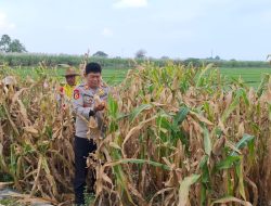 Polsek Tanggulangin Optimalkan Peran Bhabinkamtibmas Dampingi Petani Jagung