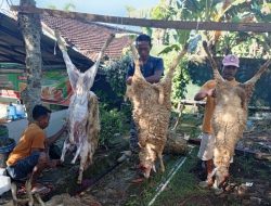 Wujud Kepedulian dan Kebersamaan, MTsN 5 Jember Laksanakan Pemotongan Hewan Kurban