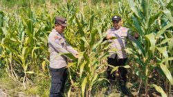 Polri Hadir untuk Ketahanan Pangan, Brigpol Dian Arianto Cek Kondisi Jagung Petani