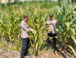 Polri Hadir untuk Ketahanan Pangan, Brigpol Dian Arianto Cek Kondisi Jagung Petani