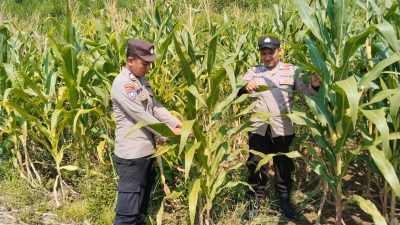 Polri Hadir untuk Ketahanan Pangan, Brigpol Dian Arianto Cek Kondisi Jagung Petani