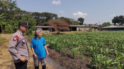 Polsek Taman Optimalkan Ketahanan Pangan Tanaman Jagung