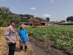 Polsek Taman Optimalkan Ketahanan Pangan Tanaman Jagung