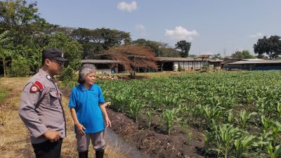 Polsek Taman Optimalkan Ketahanan Pangan Tanaman Jagung