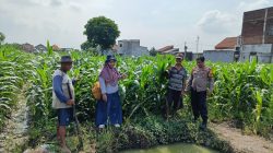 Mendukung Program Presiden RI, Polsek Tanggulangin Bersama PPL dan Gapoktan Lakukan Perawatan Tanaman Jagung