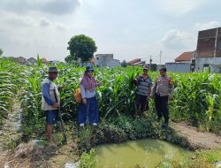 Mendukung Program Presiden RI, Polsek Tanggulangin Bersama PPL dan Gapoktan Lakukan Perawatan Tanaman Jagung