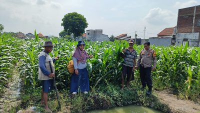 Mendukung Program Presiden RI, Polsek Tanggulangin Bersama PPL dan Gapoktan Lakukan Perawatan Tanaman Jagung