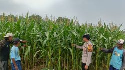 Polsek Porong Polresta Sidoarjo Intensif Dampingi Petani, Pertumbuhan Jagung di Desa Pesawahan Tunjukkan Hasil Positif