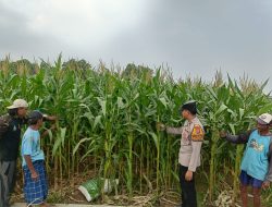 Polsek Porong Polresta Sidoarjo Intensif Dampingi Petani, Pertumbuhan Jagung di Desa Pesawahan Tunjukkan Hasil Positif