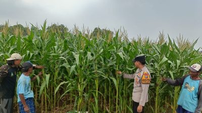 Polsek Porong Polresta Sidoarjo Intensif Dampingi Petani, Pertumbuhan Jagung di Desa Pesawahan Tunjukkan Hasil Positif