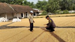 Jemur Jagung Bersama Petani, Bhabinkamtibmas Ngampungan Wujudkan Ketahanan Pangan