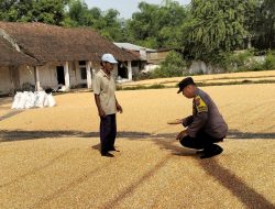 Jemur Jagung Bersama Petani, Bhabinkamtibmas Ngampungan Wujudkan Ketahanan Pangan
