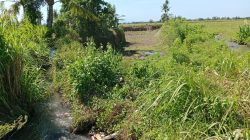 Penambangan Pasir Galian C di Desa Pancoran Rogojampi Rusak Saluran Tersier