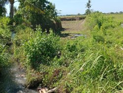 Penambangan Pasir Galian C di Desa Pancoran Rogojampi Rusak Saluran Tersier