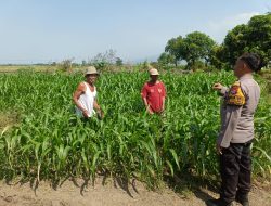Optimalkan Ketahanan Pangan, Polsek Porong bersama Petani Pantau Perkembangan Tanaman Jagung