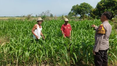Optimalkan Ketahanan Pangan, Polsek Porong bersama Petani Pantau Perkembangan Tanaman Jagung