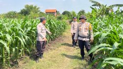 Polsek Krembung Dampingi Perawatan Lahan Jagung, Dukung Ketahanan Pangan